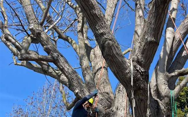 Pruning and trimming