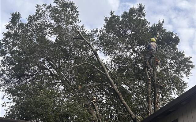 Tree health and assessment